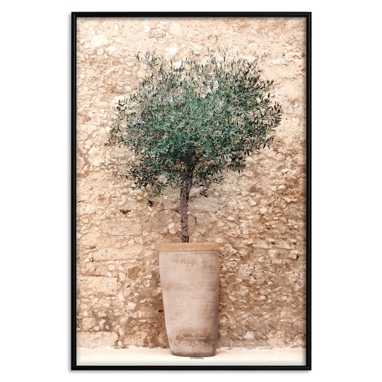 Wall Poster Tuscan Green - summer composition with green plant in a pot 129476 additionalImage 16