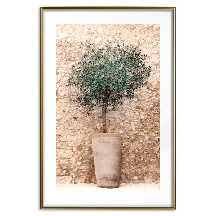 Wall Poster Tuscan Green - summer composition with green plant in a pot 129476 additionalImage 14