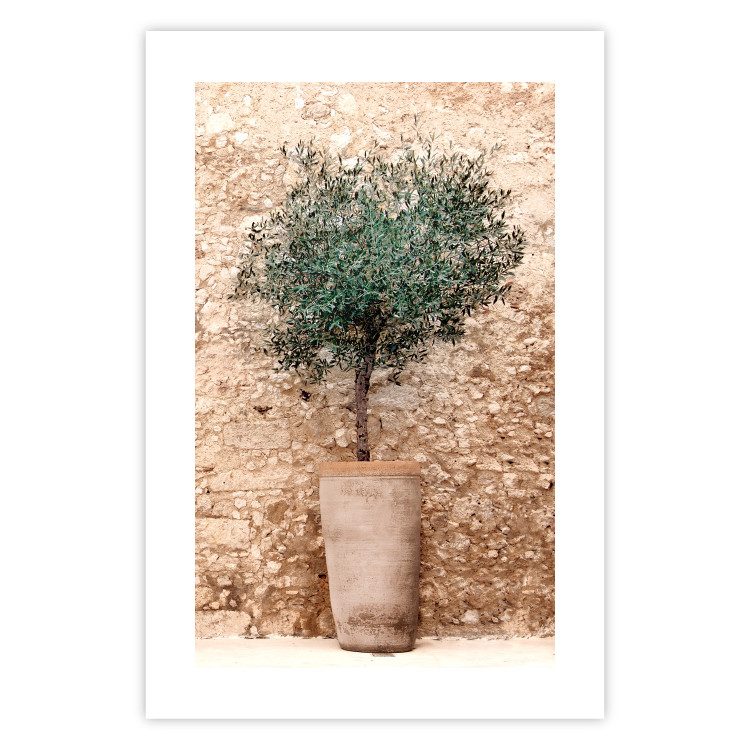 Wall Poster Tuscan Green - summer composition with green plant in a pot 129476 additionalImage 19