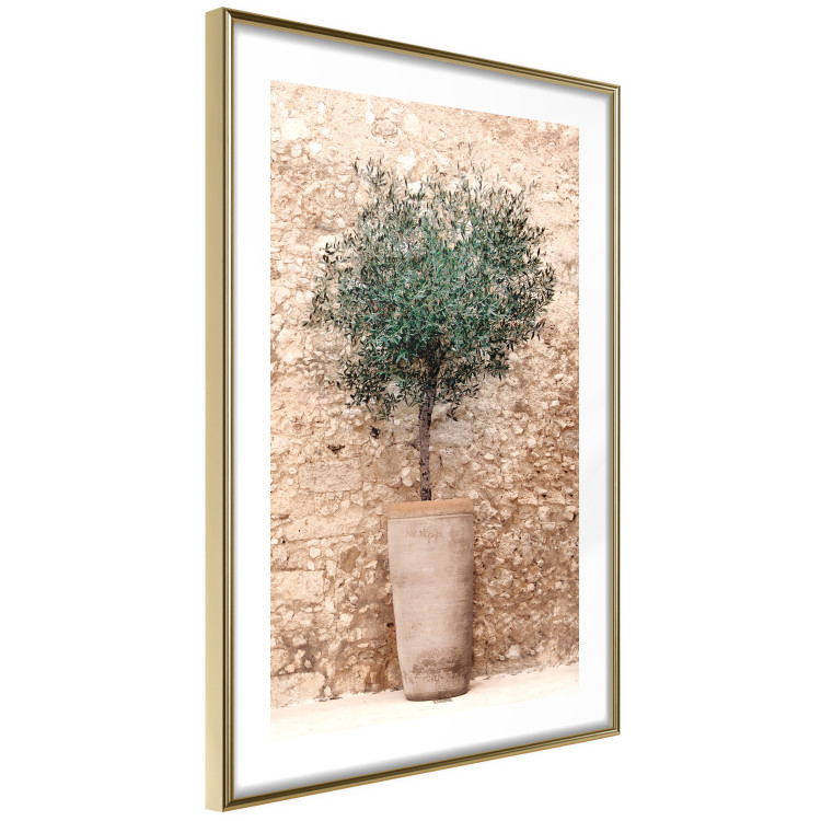 Wall Poster Tuscan Green - summer composition with green plant in a pot 129476 additionalImage 5