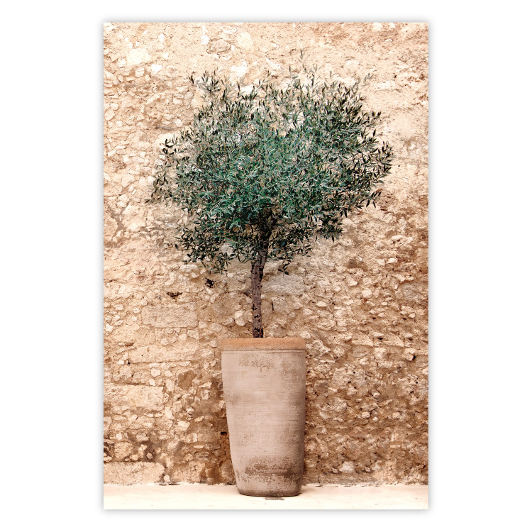 Wall Poster Tuscan Green - summer composition with green plant in a pot 129476