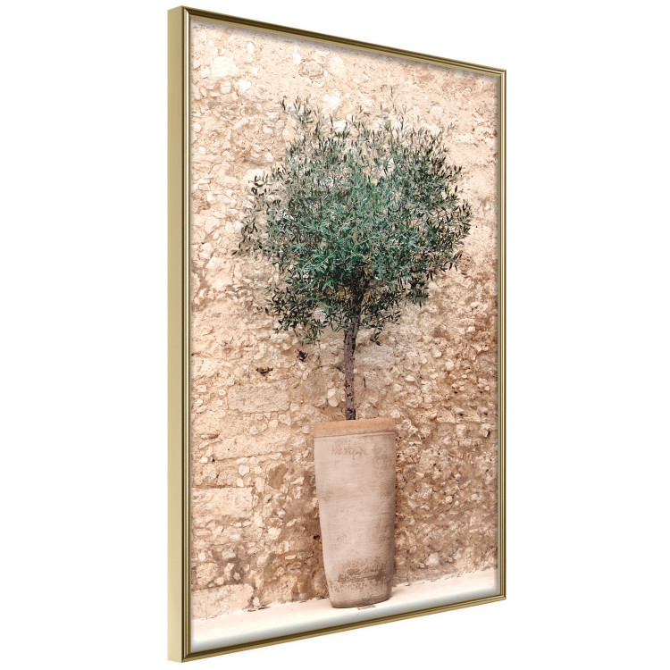 Wall Poster Tuscan Green - summer composition with green plant in a pot 129476 additionalImage 4
