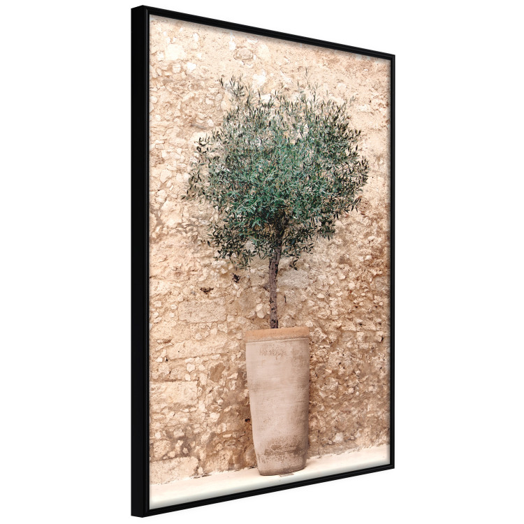 Wall Poster Tuscan Green - summer composition with green plant in a pot 129476 additionalImage 2