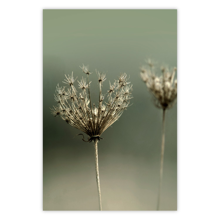 Poster Longing for Summer Past - summer plant against a blurred green background 130276