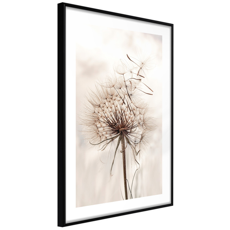 Poster Magnetic Breeze - dandelion flower in the wind in sepia colors 131776 additionalImage 8