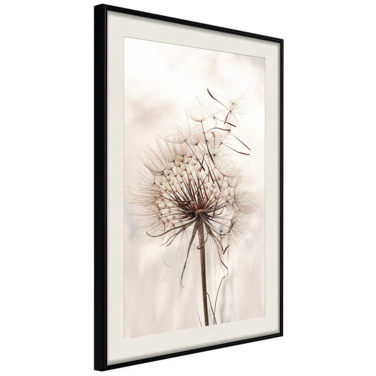 Poster Magnetic Breeze - dandelion flower in the wind in sepia colors 131776 additionalImage 2
