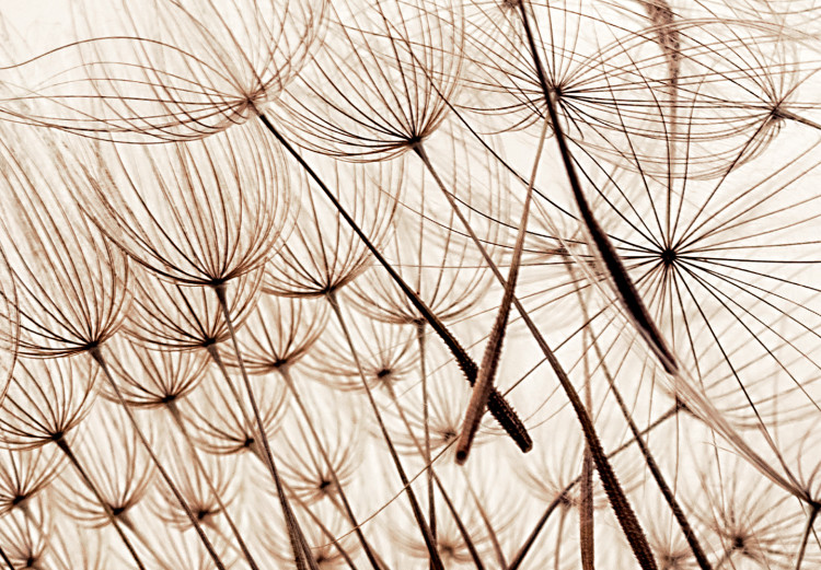 Poster Magnetic Breeze - dandelion flower in the wind in sepia colors 131776 additionalImage 12