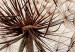Poster Magnetic Breeze - dandelion flower in the wind in sepia colors 131776 additionalThumb 11