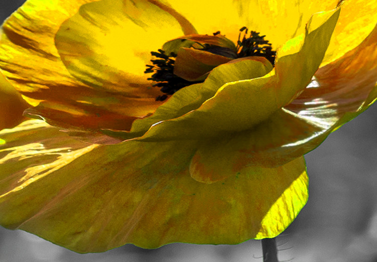 Large canvas print Yellow Poppies II [Large Format] 132376 additionalImage 4