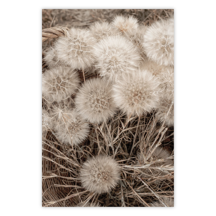 Poster Gentle Cluster - composition with fluffy dandelions in sepia tone 137276