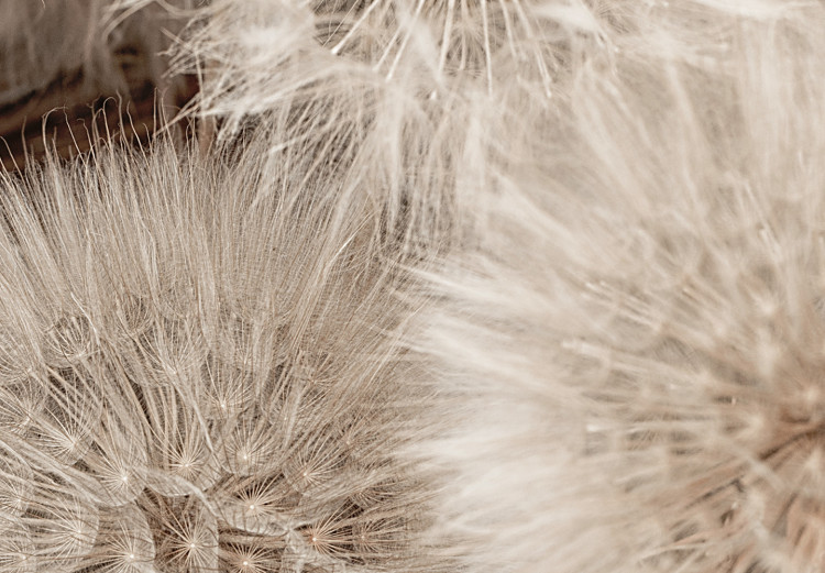 Poster Gentle Cluster - composition with fluffy dandelions in sepia tone 137276 additionalImage 19