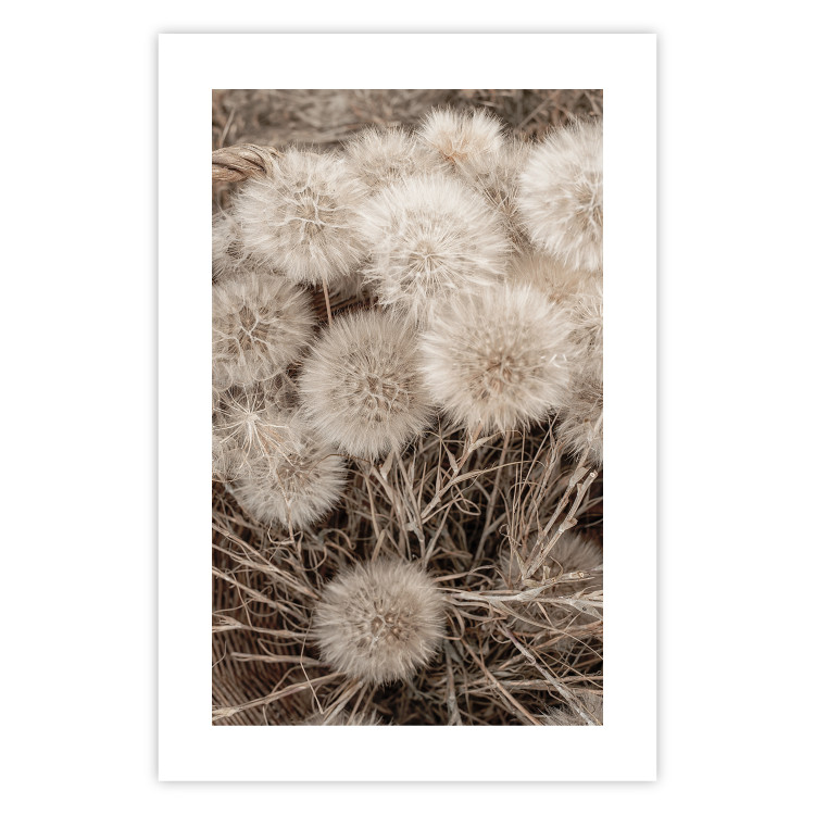Poster Gentle Cluster - composition with fluffy dandelions in sepia tone 137276 additionalImage 12