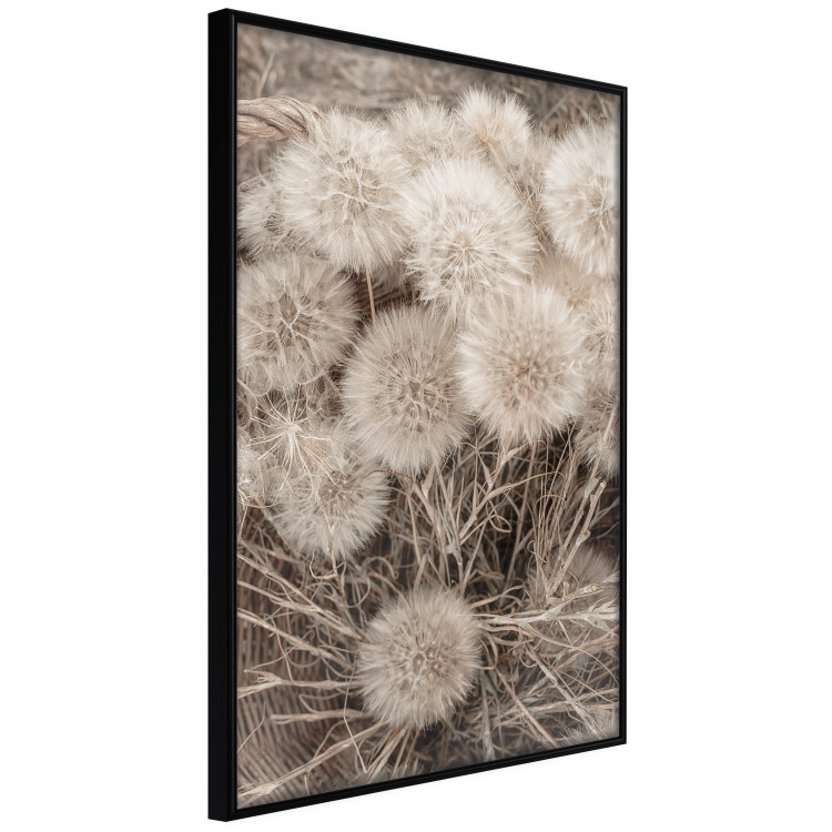 Poster Gentle Cluster - composition with fluffy dandelions in sepia tone 137276 additionalImage 6