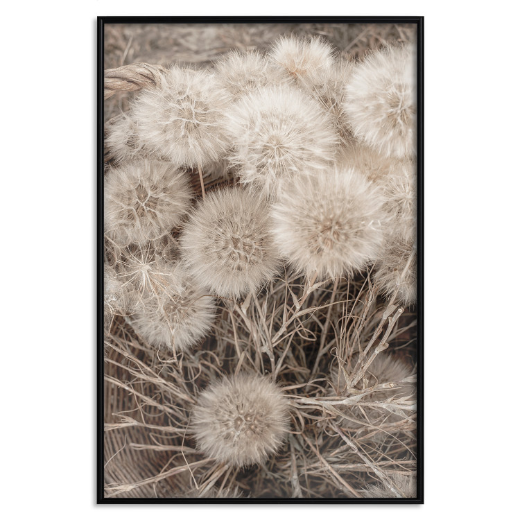 Poster Gentle Cluster - composition with fluffy dandelions in sepia tone 137276 additionalImage 13