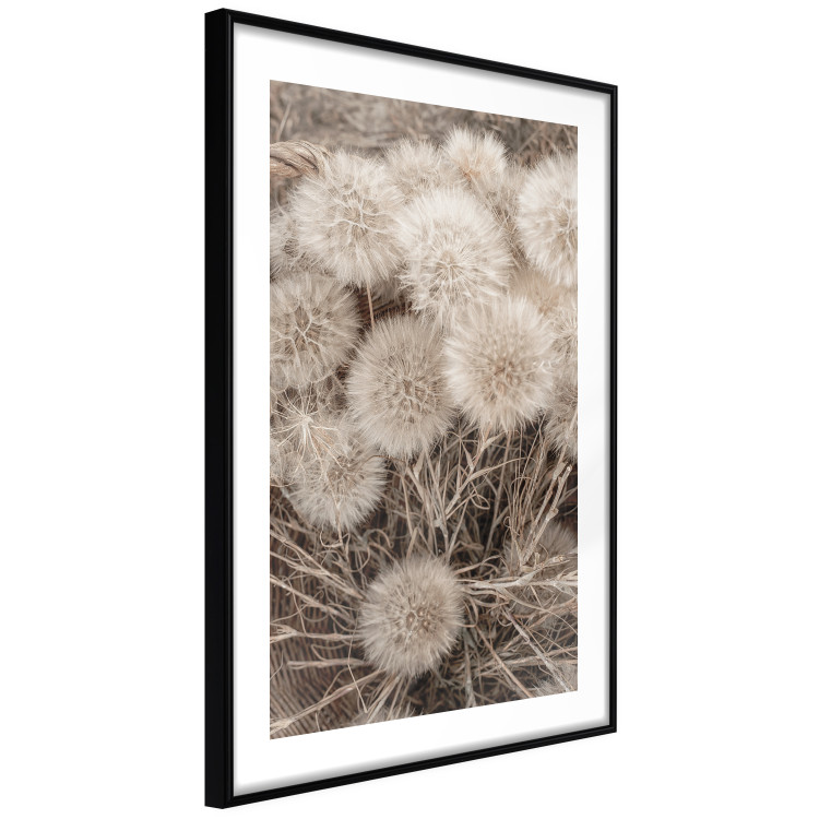 Poster Gentle Cluster - composition with fluffy dandelions in sepia tone 137276 additionalImage 5