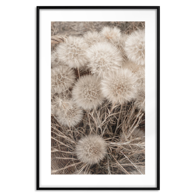 Poster Gentle Cluster - composition with fluffy dandelions in sepia tone 137276 additionalImage 10