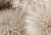 Poster Gentle Cluster - composition with fluffy dandelions in sepia tone 137276 additionalThumb 19