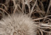 Poster Gentle Cluster - composition with fluffy dandelions in sepia tone 137276 additionalThumb 8