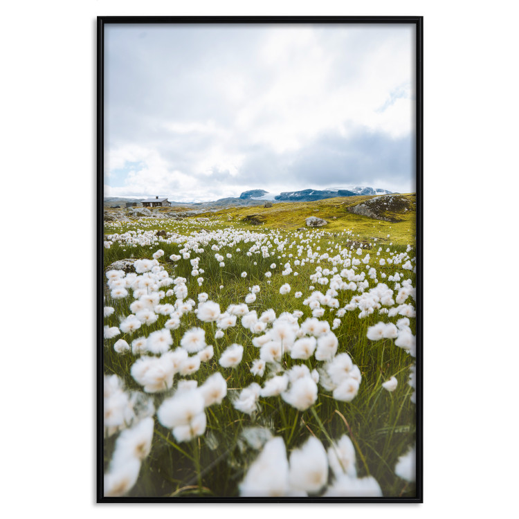 Wall Poster Meadow in the North - landscape of a meadow with white flowers against a mountain backdrop 138776 additionalImage 22