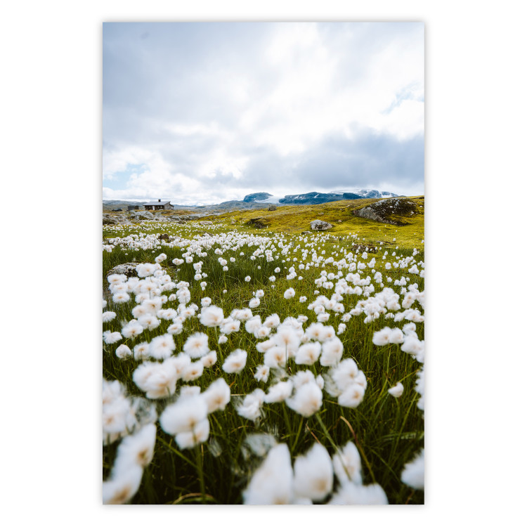 Wall Poster Meadow in the North - landscape of a meadow with white flowers against a mountain backdrop 138776