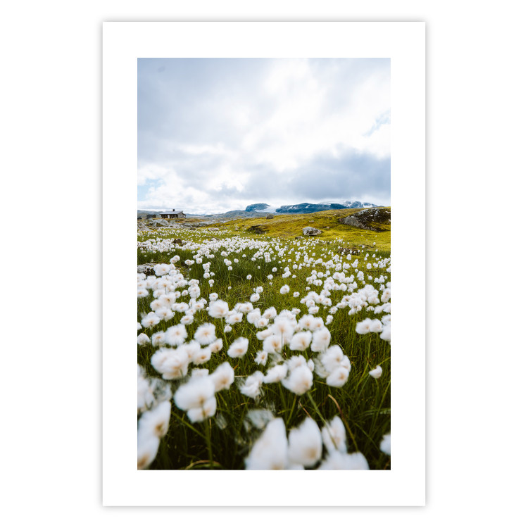 Wall Poster Meadow in the North - landscape of a meadow with white flowers against a mountain backdrop 138776 additionalImage 16