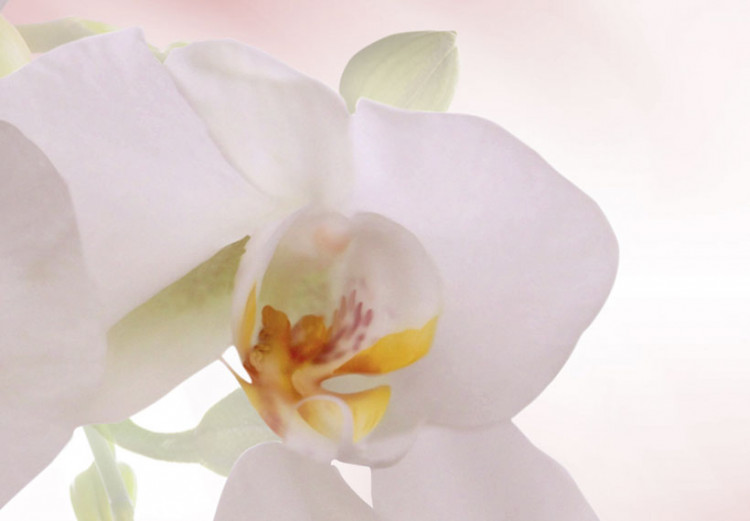 Canvas Art Print An orchid flower in pink and white 55676 additionalImage 4