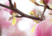 Canvas Blooming magnolia tree 58776 additionalThumb 4