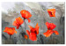 Canvas Poppies (Watercolour) 97976