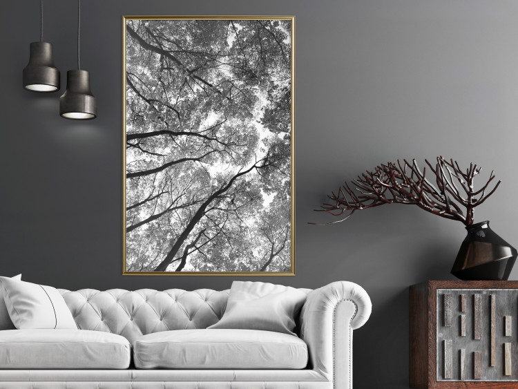 Wall Poster Tall Trees - black and white landscape of trees in the forest against the sky 123486 additionalImage 5