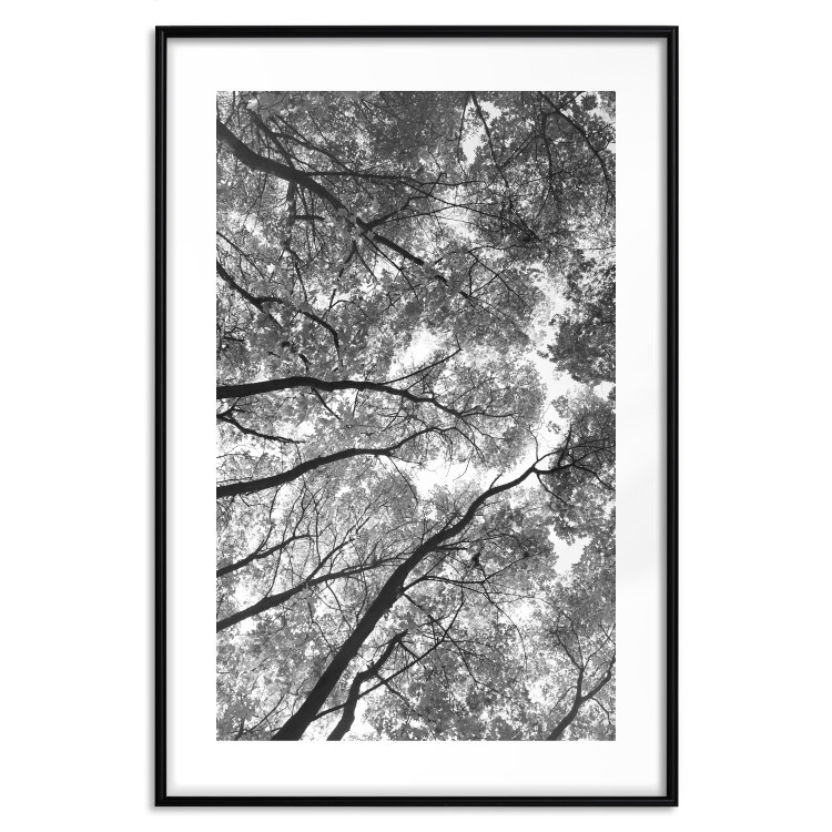 Wall Poster Tall Trees - black and white landscape of trees in the forest against the sky 123486 additionalImage 15