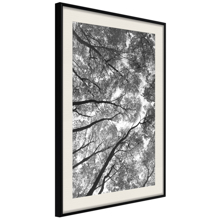 Wall Poster Tall Trees - black and white landscape of trees in the forest against the sky 123486 additionalImage 3