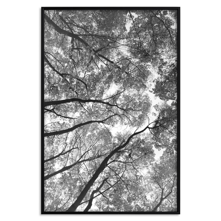 Wall Poster Tall Trees - black and white landscape of trees in the forest against the sky 123486 additionalImage 24
