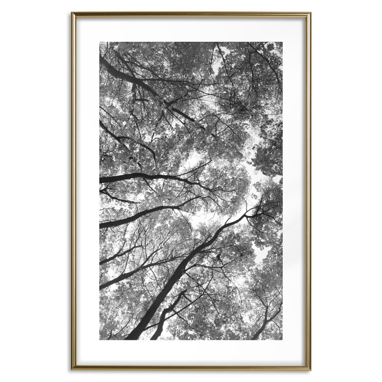 Wall Poster Tall Trees - black and white landscape of trees in the forest against the sky 123486 additionalImage 16