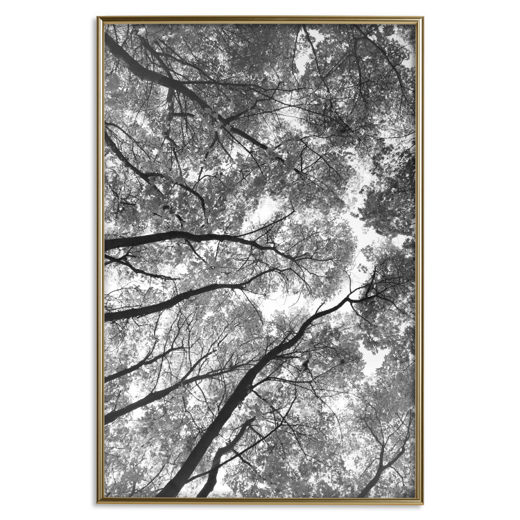 Wall Poster Tall Trees - black and white landscape of trees in the forest against the sky 123486 additionalImage 16