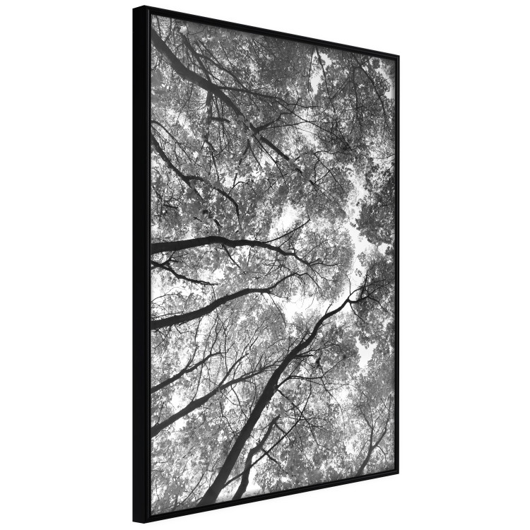 Wall Poster Tall Trees - black and white landscape of trees in the forest against the sky 123486 additionalImage 12
