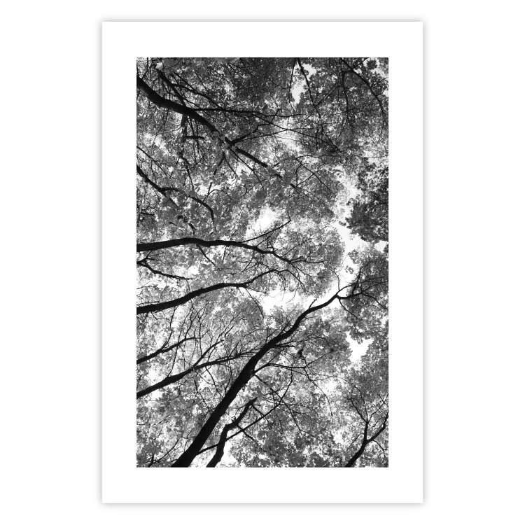 Wall Poster Tall Trees - black and white landscape of trees in the forest against the sky 123486 additionalImage 19