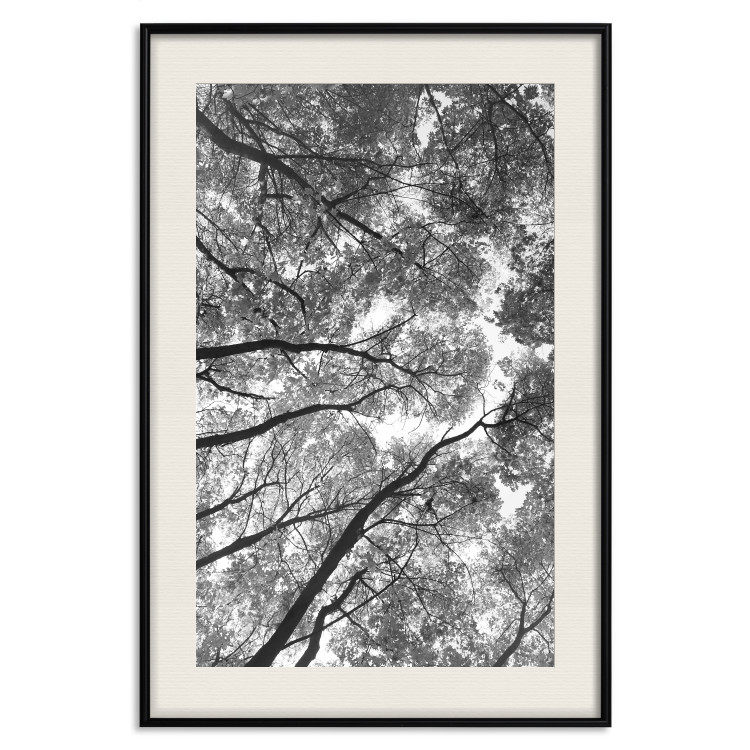 Wall Poster Tall Trees - black and white landscape of trees in the forest against the sky 123486 additionalImage 18