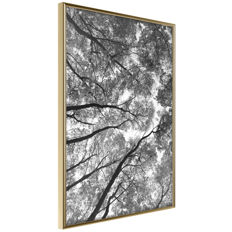 Wall Poster Tall Trees - black and white landscape of trees in the forest against the sky 123486 additionalImage 12
