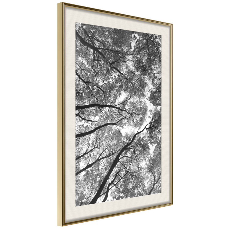 Wall Poster Tall Trees - black and white landscape of trees in the forest against the sky 123486 additionalImage 2