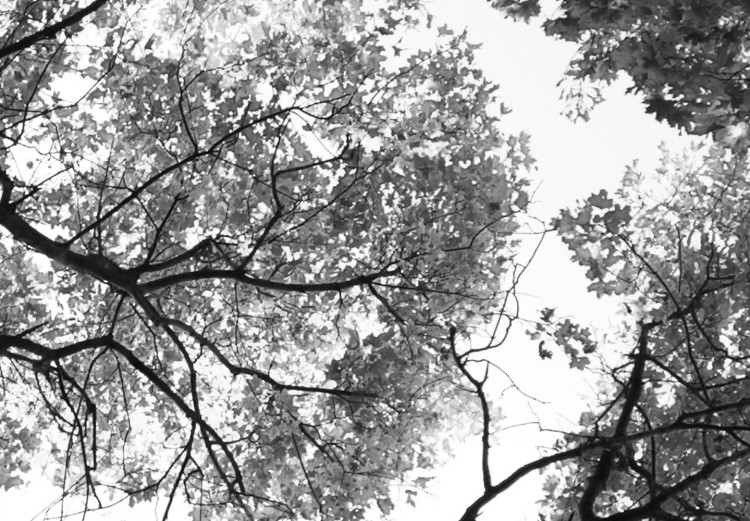 Wall Poster Tall Trees - black and white landscape of trees in the forest against the sky 123486 additionalImage 8