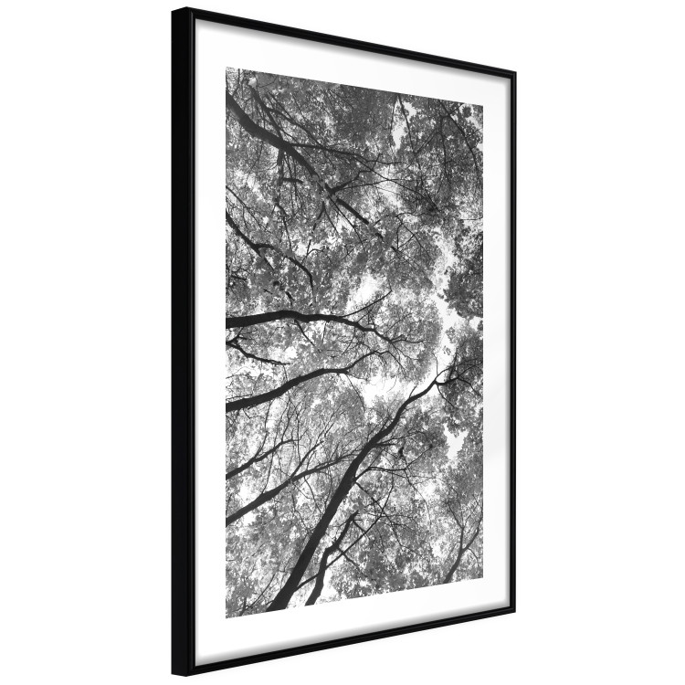 Wall Poster Tall Trees - black and white landscape of trees in the forest against the sky 123486 additionalImage 11