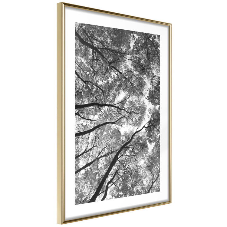 Wall Poster Tall Trees - black and white landscape of trees in the forest against the sky 123486 additionalImage 6