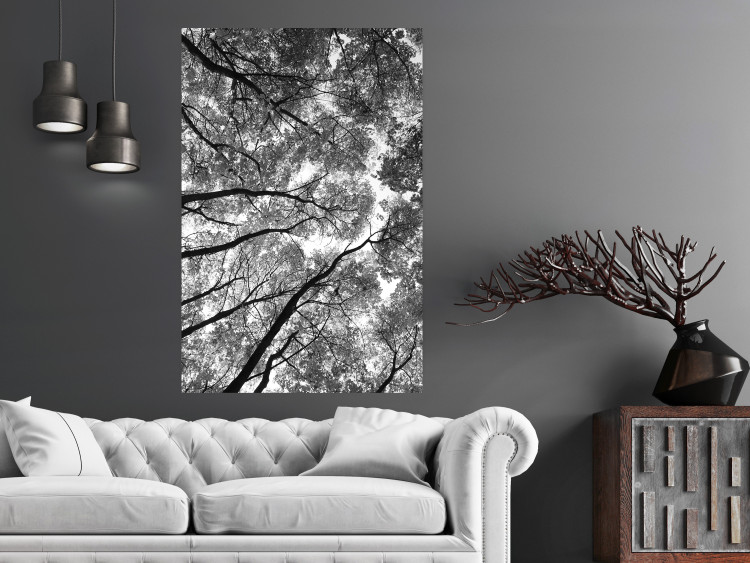 Wall Poster Tall Trees - black and white landscape of trees in the forest against the sky 123486 additionalImage 23