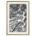 Wall Poster Tall Trees - black and white landscape of trees in the forest against the sky 123486 additionalThumb 19