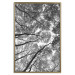 Wall Poster Tall Trees - black and white landscape of trees in the forest against the sky 123486 additionalThumb 16