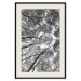 Wall Poster Tall Trees - black and white landscape of trees in the forest against the sky 123486 additionalThumb 18