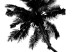 Wall Poster Solitary Palms - black tropical trees on a contrasting white background 129786 additionalThumb 11