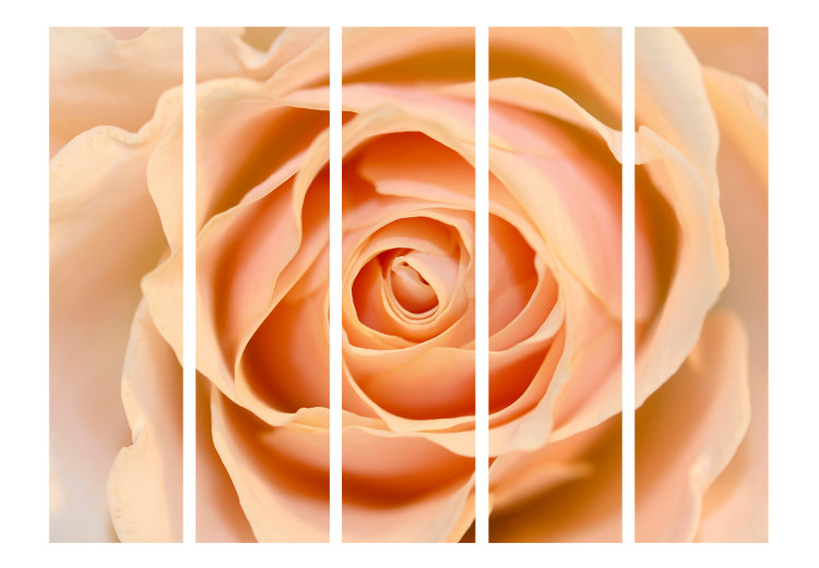 Room Divider Peach-colored Rose II (5-piece) - romantic composition with a rose 132886 additionalImage 3