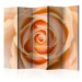 Room Divider Peach-colored Rose II (5-piece) - romantic composition with a rose 132886