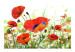Wall Mural Space - Spring Landscape with Poppies and a Blue Butterfly in the Center 60386 additionalThumb 1